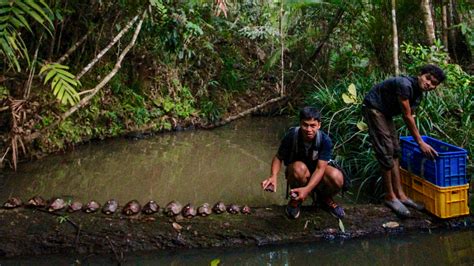 Turtle Conservancy — Saving the Imperiled Palawan .